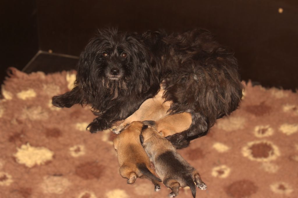 chiot Berger des Pyrenees à face rase Des Bergers Du Desert