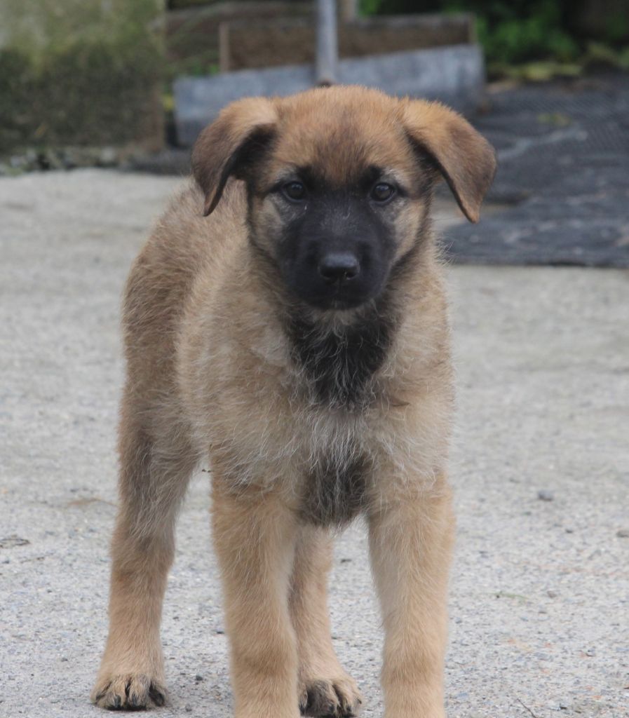 Des Bergers Du Desert - Chiot disponible  - Bouvier des Ardennes