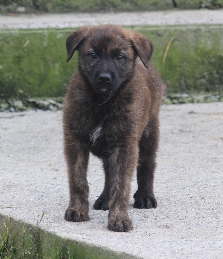 Des Bergers Du Desert - Chiot disponible  - Bouvier des Ardennes