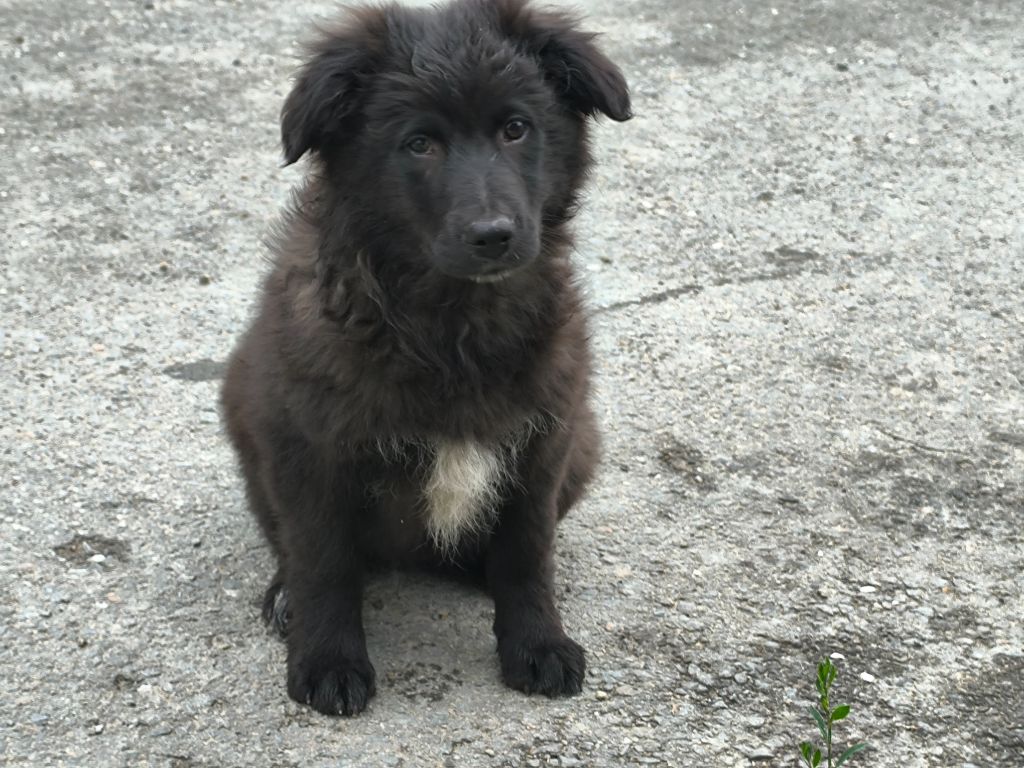 Des Bergers Du Desert - Chiot disponible  - Berger des Pyrenees à poil long