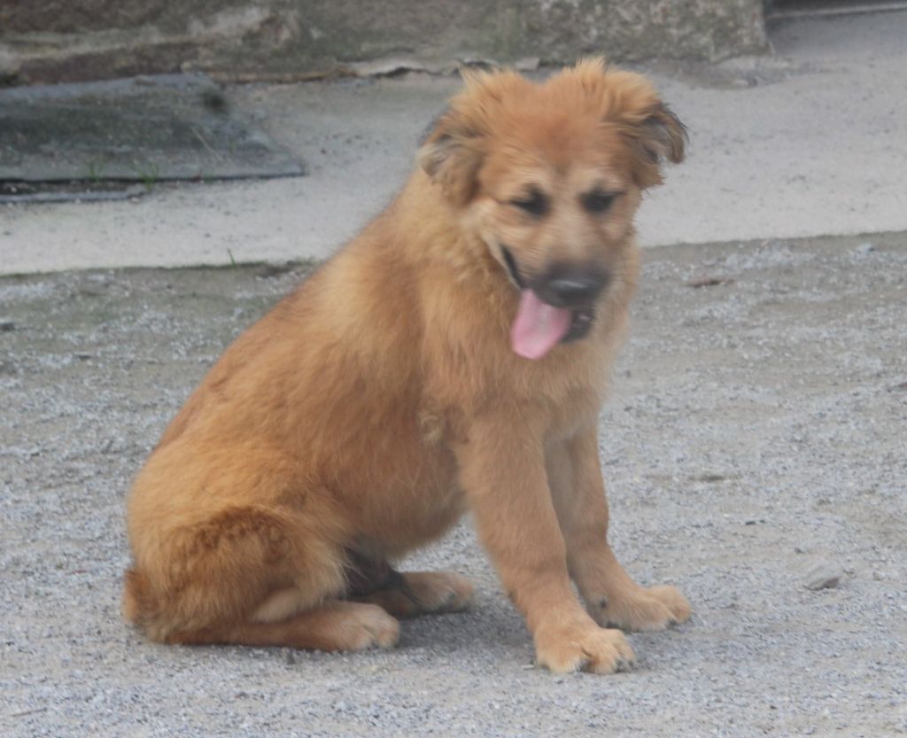 Des Bergers Du Desert - Chiot disponible  - Berger des Pyrenees à poil long