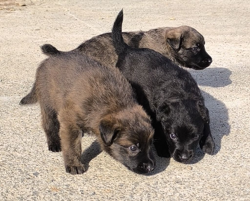 chiot Bouvier des Ardennes Des Bergers Du Desert