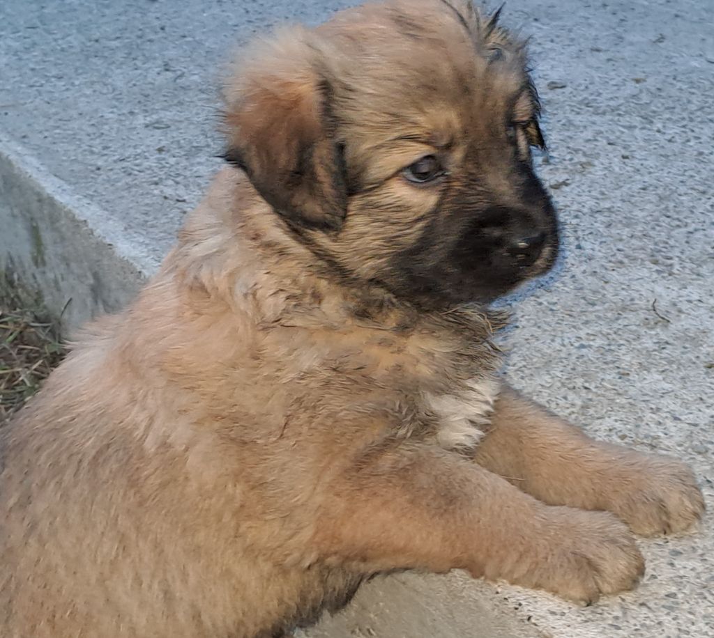 Des Bergers Du Desert - Chiot disponible  - Berger des Pyrenees à poil long