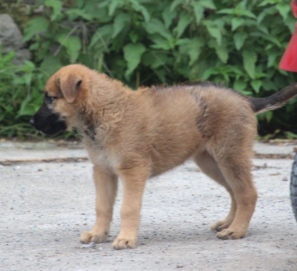 Des Bergers Du Desert - Chiot disponible  - Bouvier des Ardennes