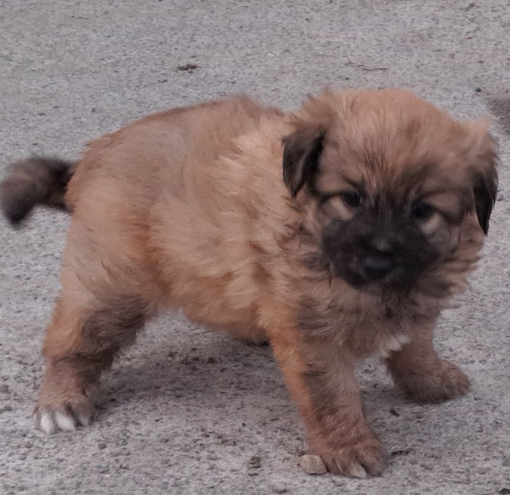 Des Bergers Du Desert - Chiot disponible  - Berger des Pyrenees à poil long