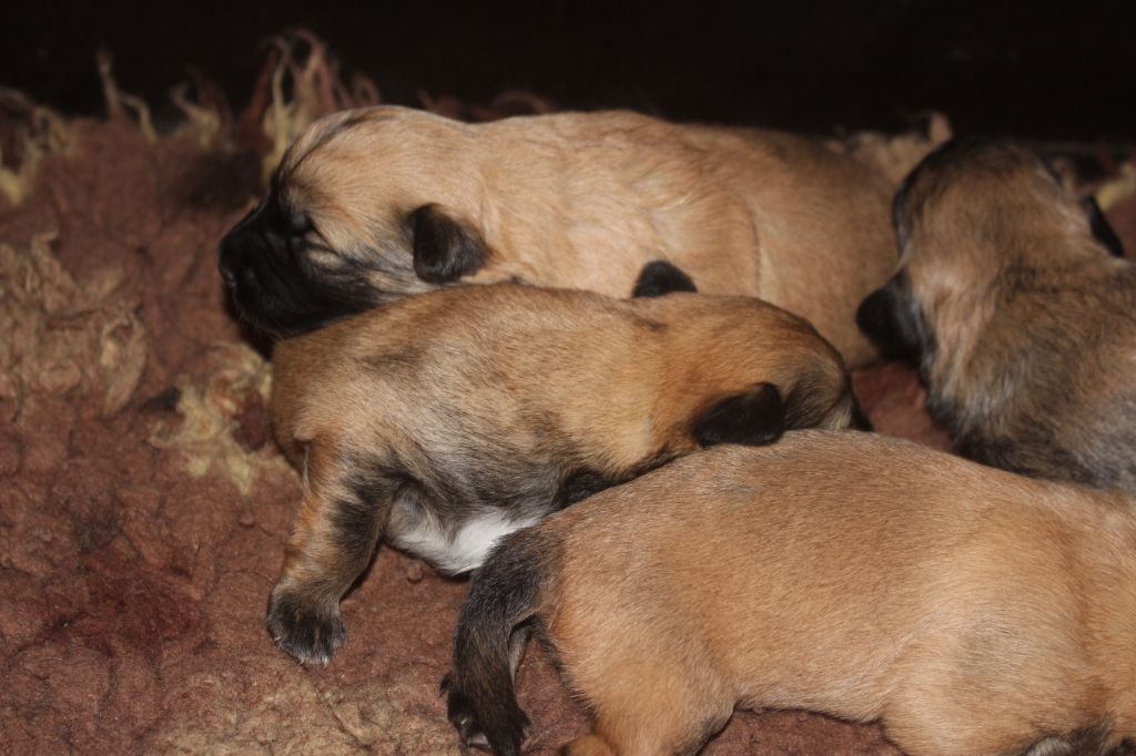 Des Bergers Du Desert - Chiot disponible  - Berger des Pyrenees à face rase