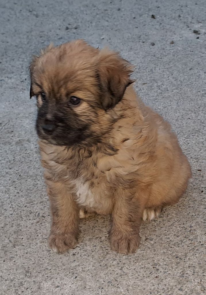 Des Bergers Du Desert - Chiot disponible  - Berger des Pyrenees à poil long