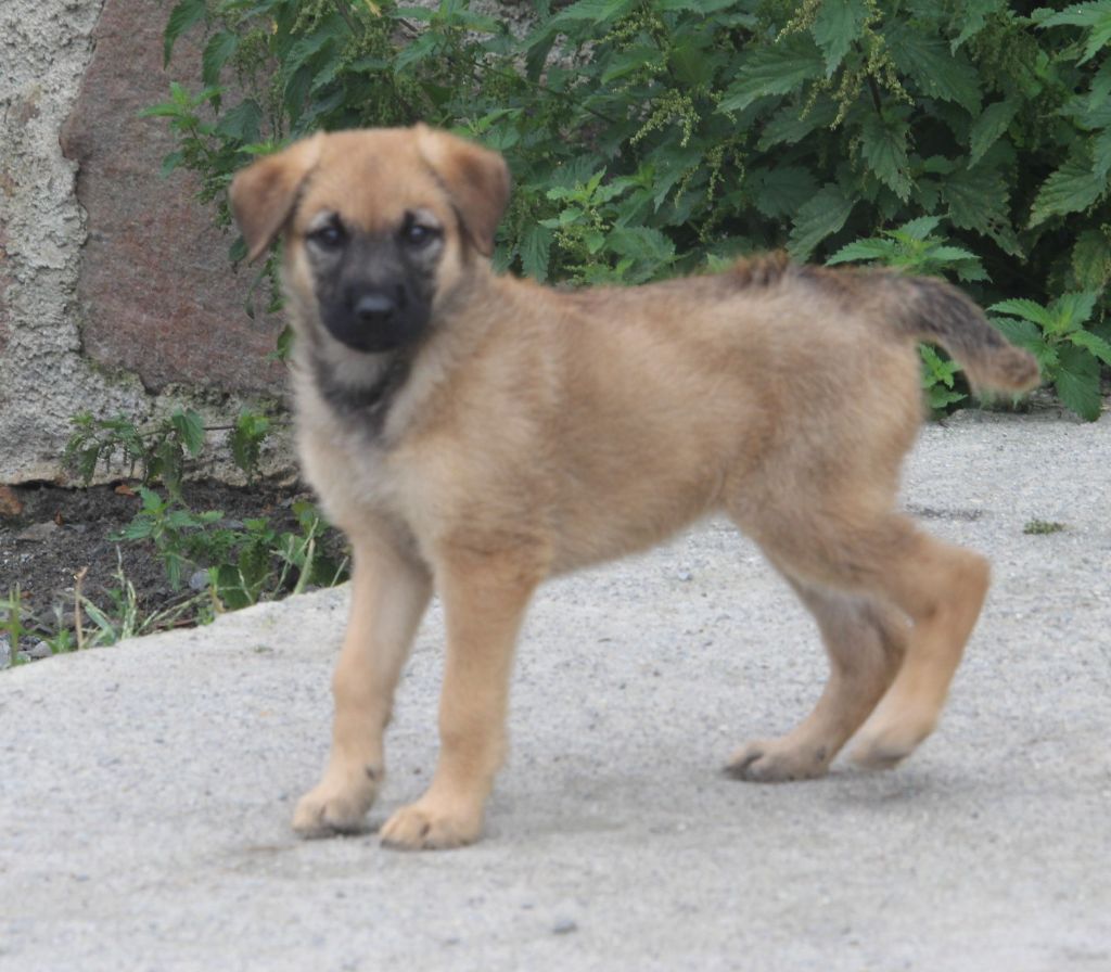 Des Bergers Du Desert - Chiot disponible  - Bouvier des Ardennes