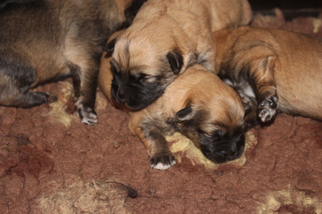 Des Bergers Du Desert - Chiot disponible  - Berger des Pyrenees à face rase