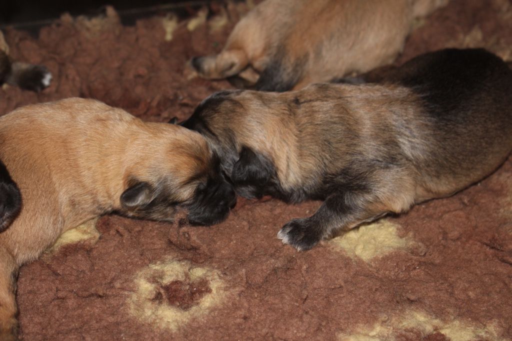 Des Bergers Du Desert - Chiot disponible  - Berger des Pyrenees à face rase