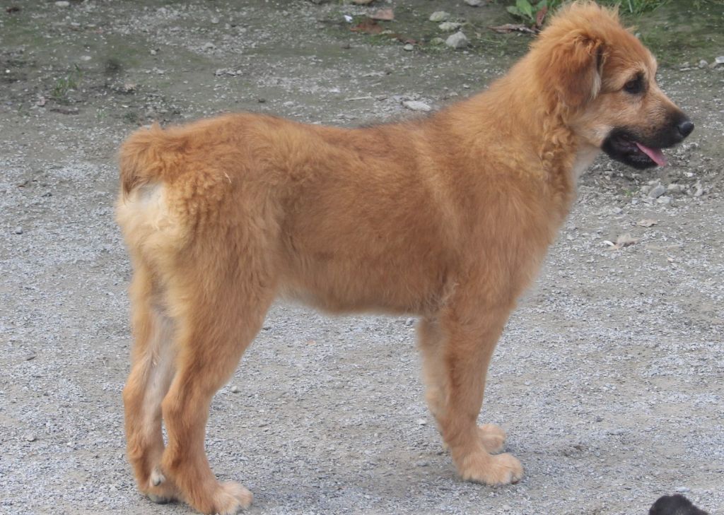 chiot Berger des Pyrenees à face rase Des Bergers Du Desert