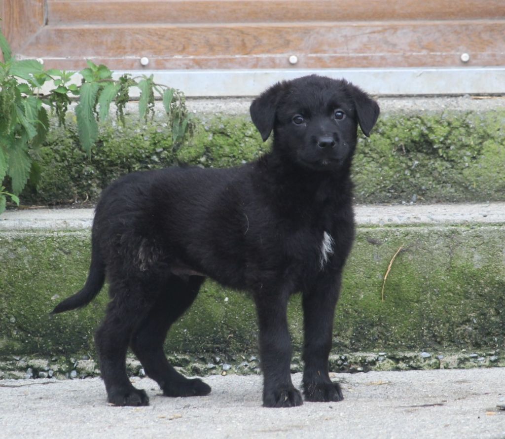 Des Bergers Du Desert - Chiot disponible  - Bouvier des Ardennes