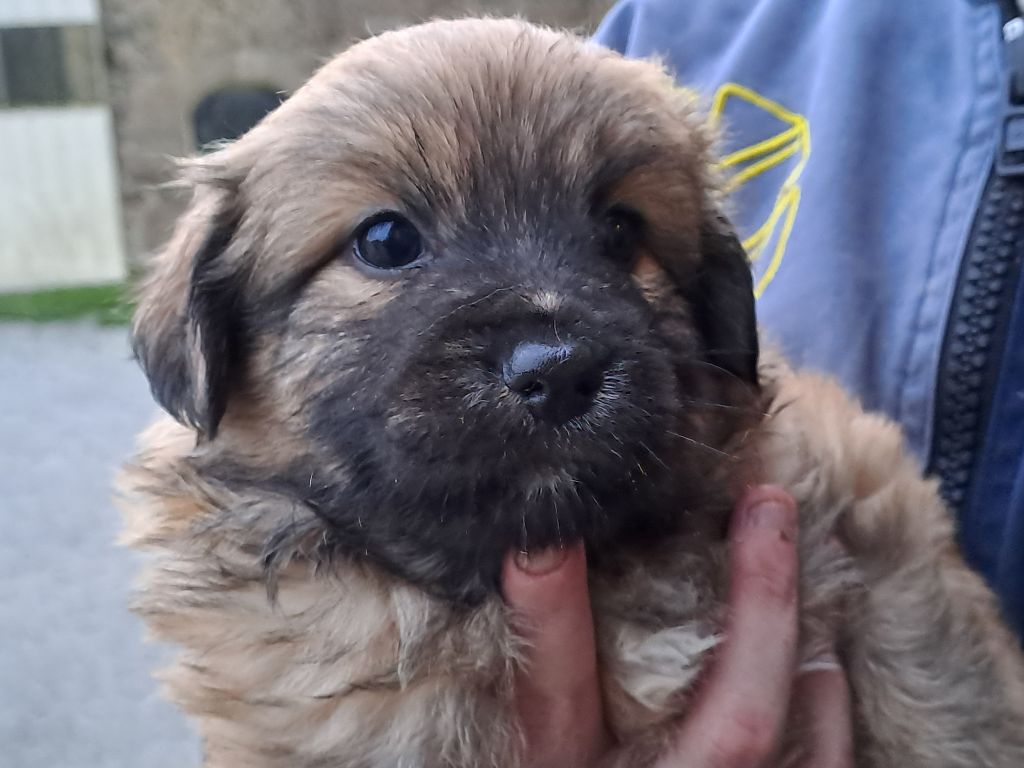 Des Bergers Du Desert - Chiot disponible  - Berger des Pyrenees à poil long