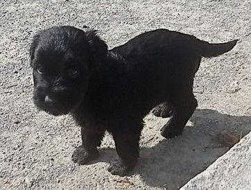 Des Bergers Du Desert - Chiots disponibles - Berger de Brie