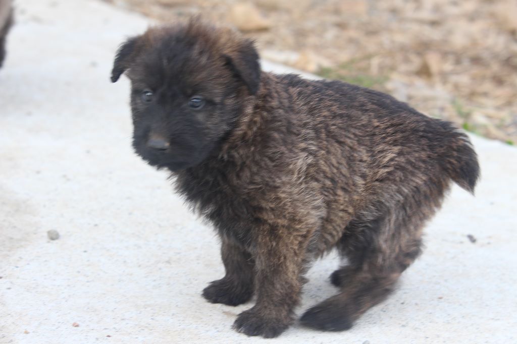 Des Bergers Du Desert - Chiots disponibles - Bouvier des Ardennes