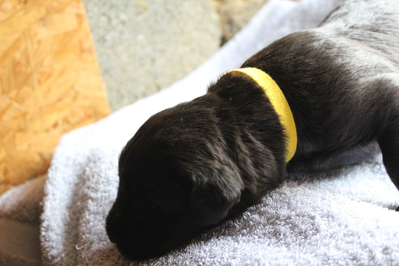 Des Bergers Du Desert - Chiots disponibles - Berger de Brie