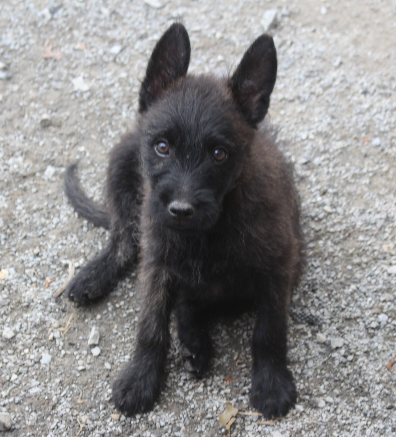 Des Bergers Du Desert - Chiots disponibles - Bouvier des Ardennes