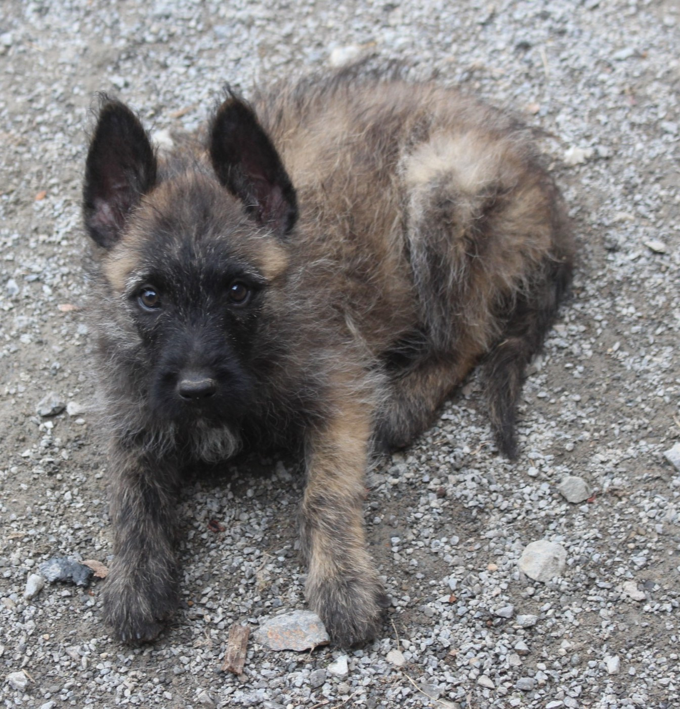 Des Bergers Du Desert - Chiots disponibles - Bouvier des Ardennes