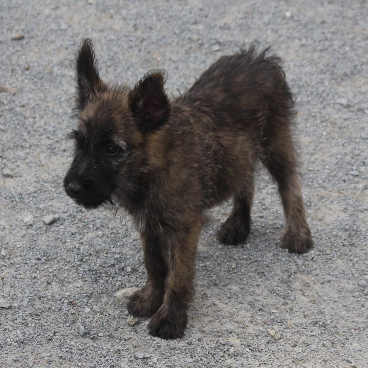Des Bergers Du Desert - Chiots disponibles - Bouvier des Ardennes
