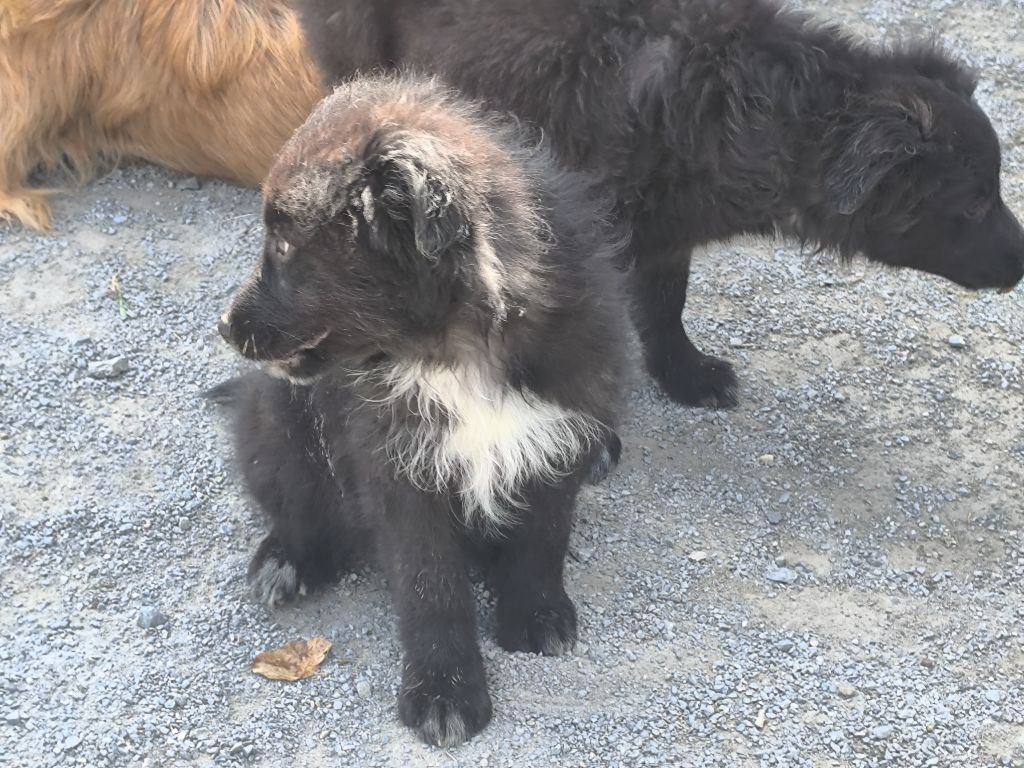 Des Bergers Du Desert - Chiots disponibles - Berger des Pyrenees à face rase