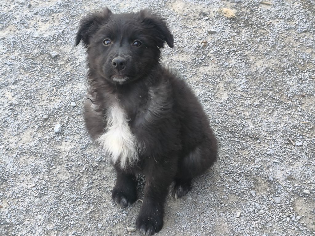 Des Bergers Du Desert - Chiots disponibles - Berger des Pyrenees à face rase