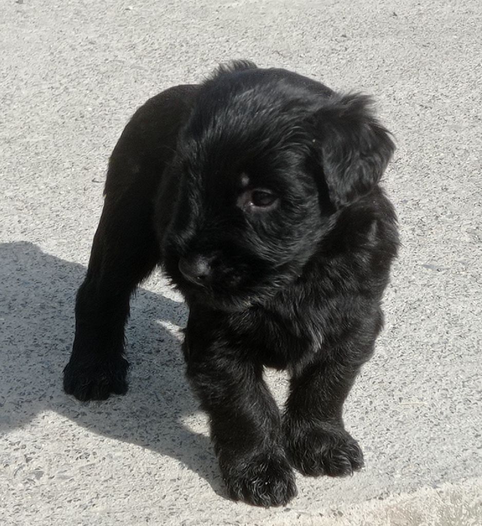 Des Bergers Du Desert - Chiots disponibles - Berger de Brie