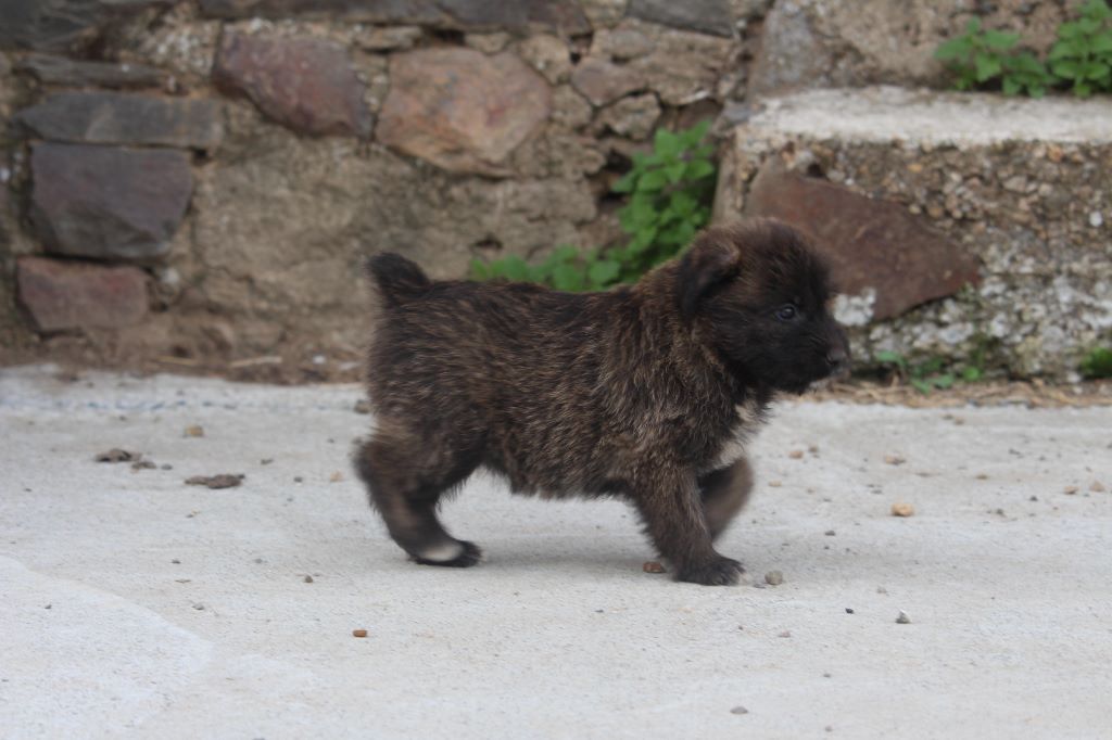 Des Bergers Du Desert - Chiots disponibles - Bouvier des Ardennes