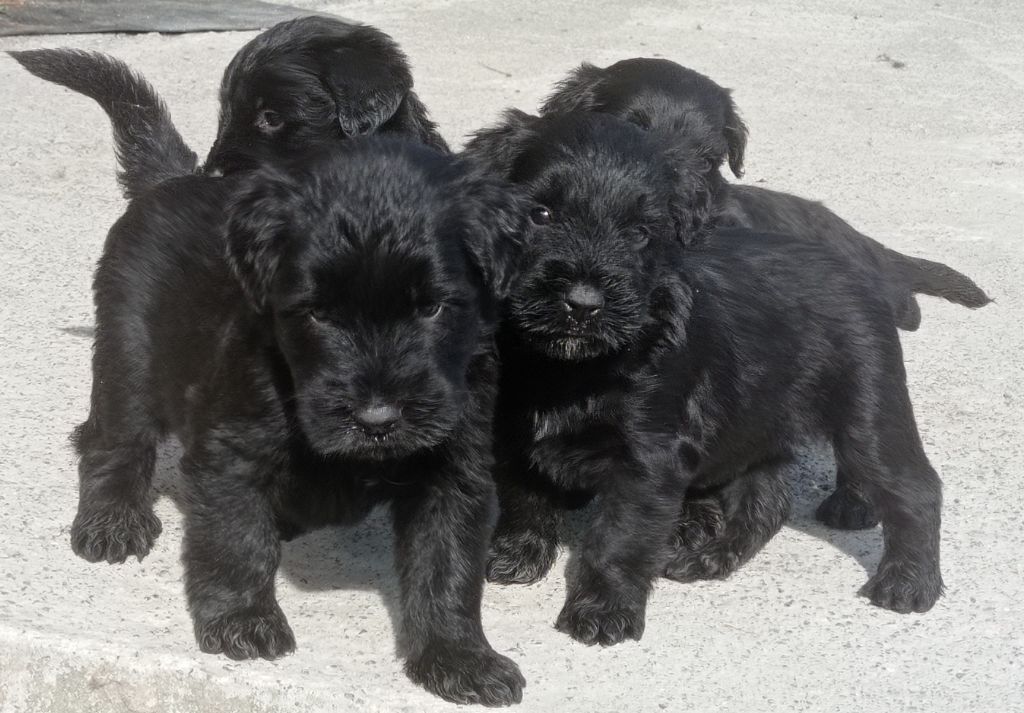 Chiot Berger de Brie Des Bergers Du Desert