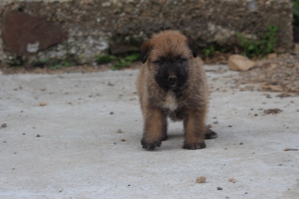 Des Bergers Du Desert - Chiots disponibles - Bouvier des Ardennes