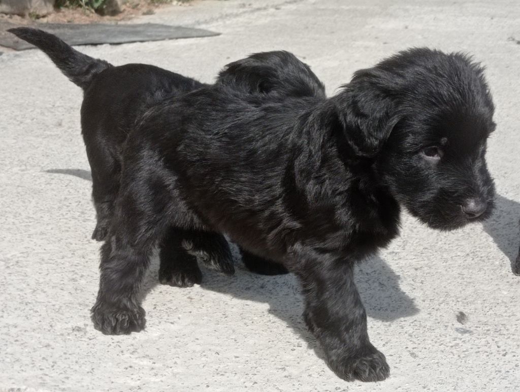 Des Bergers Du Desert - Chiots disponibles - Berger de Brie