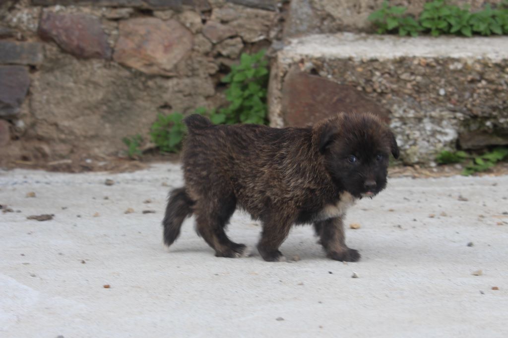 Des Bergers Du Desert - Chiots disponibles - Bouvier des Ardennes