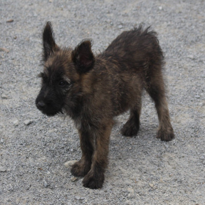Chiot N°6