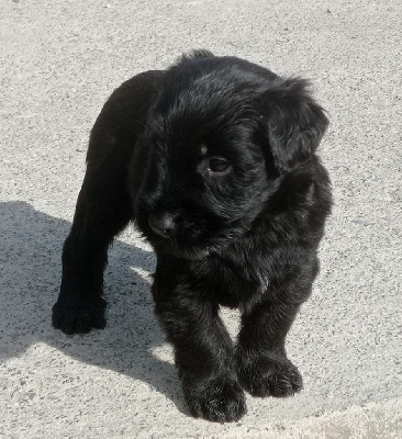 CHIOT 3