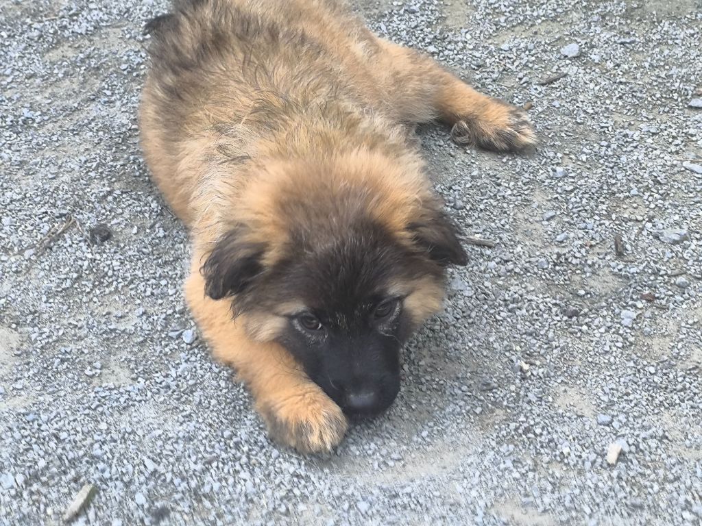 Des Bergers Du Desert - Chiots disponibles - Berger des Pyrenees à face rase