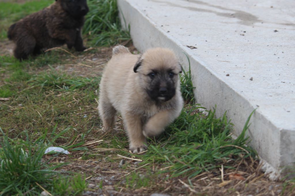 Des Bergers Du Desert - Chiots disponibles - Bouvier des Ardennes